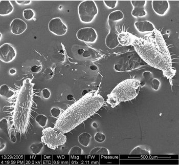Media type: image;   Invertebrate Zoology 134654